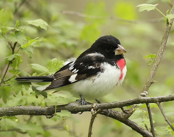 Rose-breasted Grosbeak Pheucticus ludovicianus