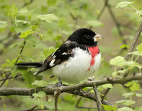 Rose-breasted Grosbeak Pheucticus ludovicianus