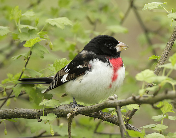 Rose-breasted Grosbeak Pheucticus ludovicianus