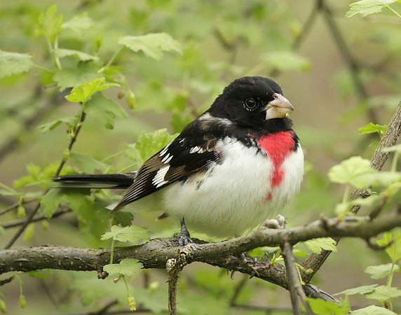 Rose-breasted Grosbeak Pheucticus ludovicianus