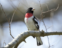 Rose-breasted Grosbeak Pheucticus ludovicianus