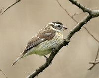 Rose-breasted Grosbeak Pheucticus ludovicianus