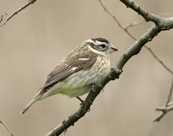 Rose-breasted Grosbeak Pheucticus ludovicianus
