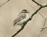 Rose-breasted Grosbeak Pheucticus ludovicianus