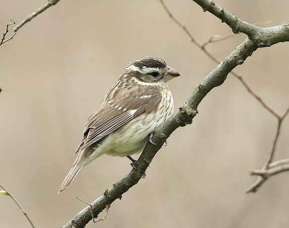 Rose-breasted Grosbeak Pheucticus ludovicianus