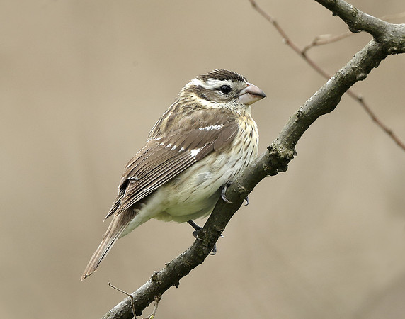 Rose-breasted Grosbeak Pheucticus ludovicianus