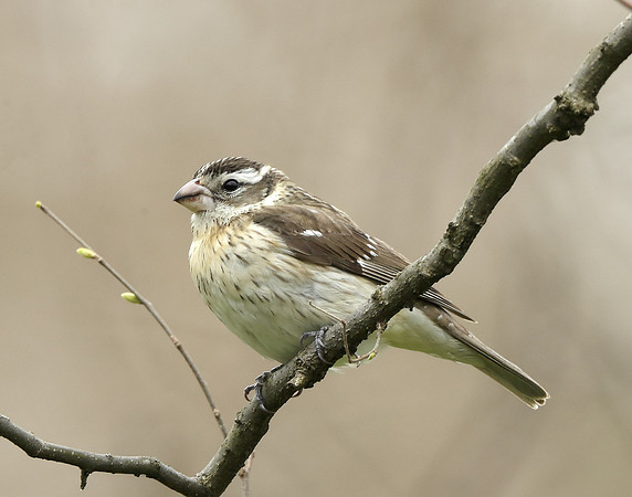 Rose-breasted Grosbeak Pheucticus ludovicianus