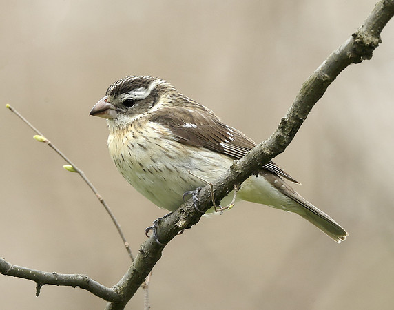 Rose-breasted Grosbeak Pheucticus ludovicianus