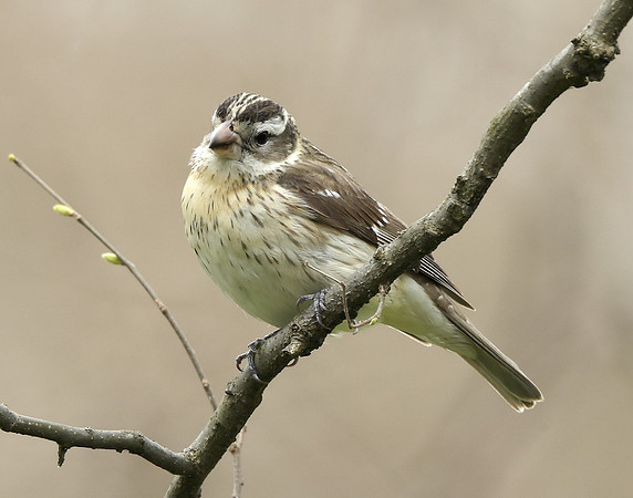 Rose-breasted Grosbeak Pheucticus ludovicianus