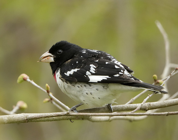 Rose-breasted Grosbeak Pheucticus ludovicianus