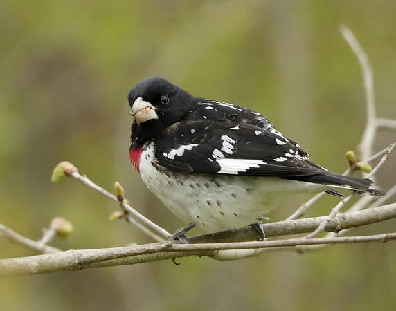 Rose-breasted Grosbeak Pheucticus ludovicianus