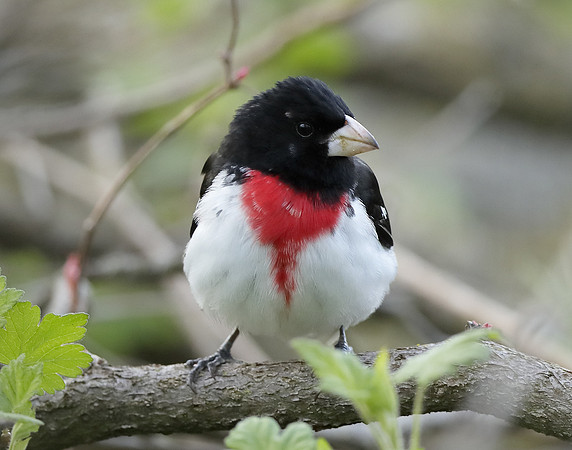 Rose-breasted Grosbeak Pheucticus ludovicianus