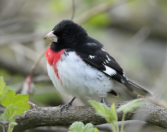 Rose-breasted Grosbeak Pheucticus ludovicianus