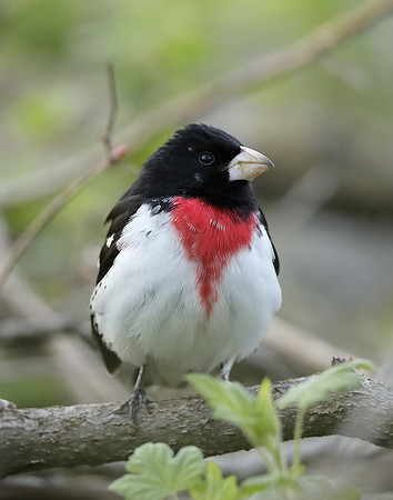 Rose-breasted Grosbeak Pheucticus ludovicianus