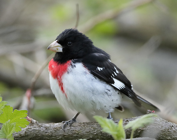 Rose-breasted Grosbeak Pheucticus ludovicianus