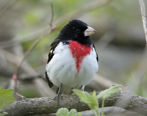 Rose-breasted Grosbeak Pheucticus ludovicianus
