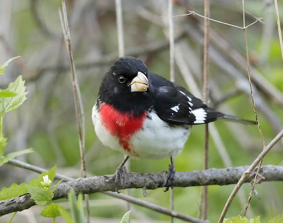 Rose-breasted Grosbeak Pheucticus ludovicianus