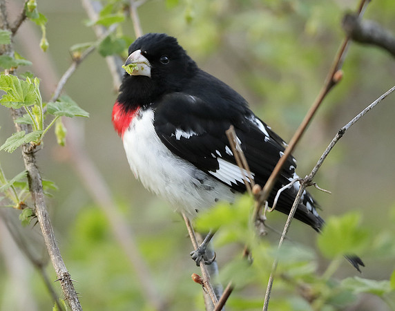 Rose-breasted Grosbeak Pheucticus ludovicianus