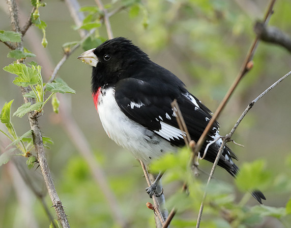 Rose-breasted Grosbeak Pheucticus ludovicianus