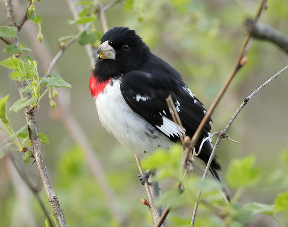 Rose-breasted Grosbeak Pheucticus ludovicianus