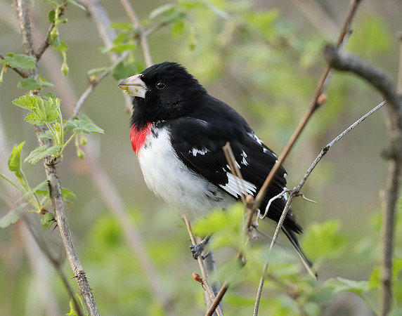 Rose-breasted Grosbeak Pheucticus ludovicianus