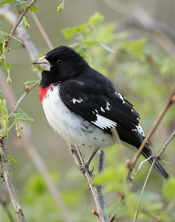 Rose-breasted Grosbeak Pheucticus ludovicianus