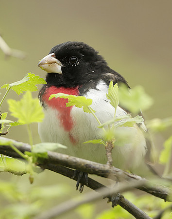 Rose-breasted Grosbeak Pheucticus ludovicianus