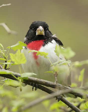 Rose-breasted Grosbeak Pheucticus ludovicianus