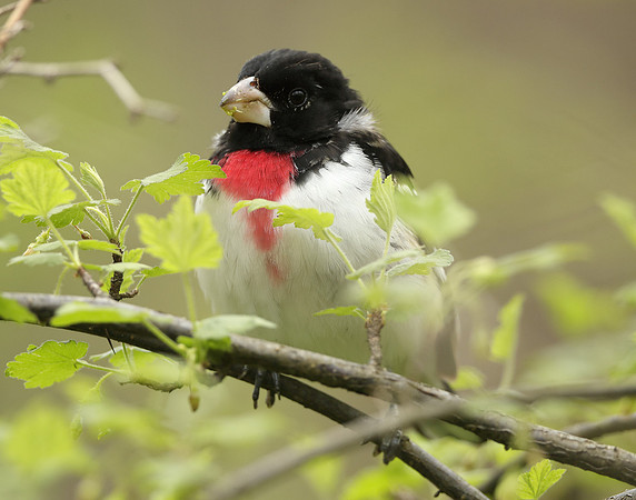 Rose-breasted Grosbeak Pheucticus ludovicianus