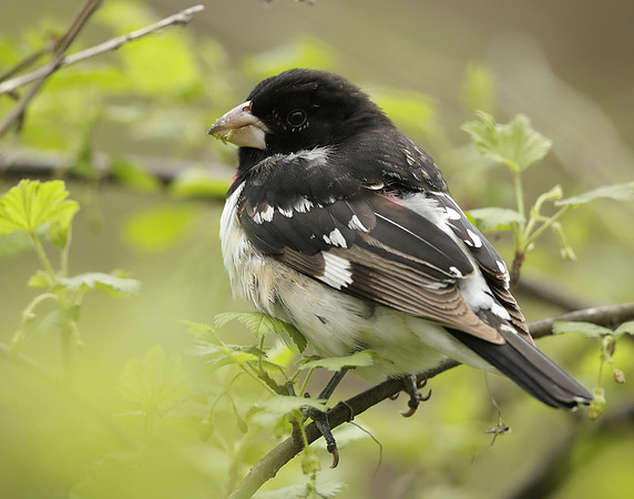 Rose-breasted Grosbeak Pheucticus ludovicianus