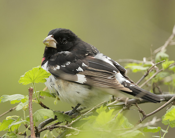 Rose-breasted Grosbeak Pheucticus ludovicianus