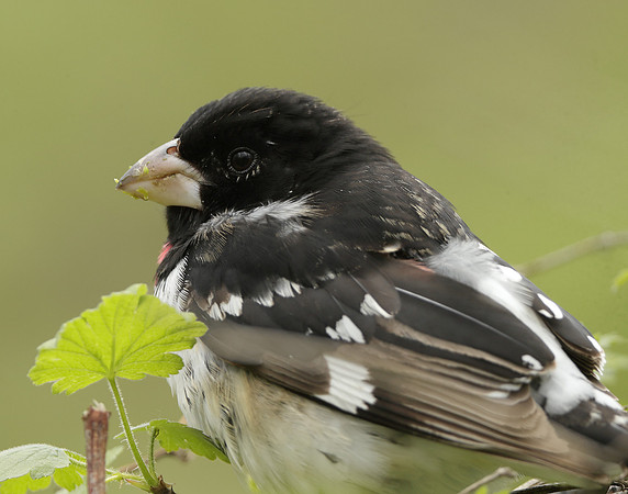 Rose-breasted Grosbeak Pheucticus ludovicianus
