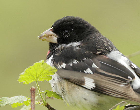 Rose-breasted Grosbeak Pheucticus ludovicianus