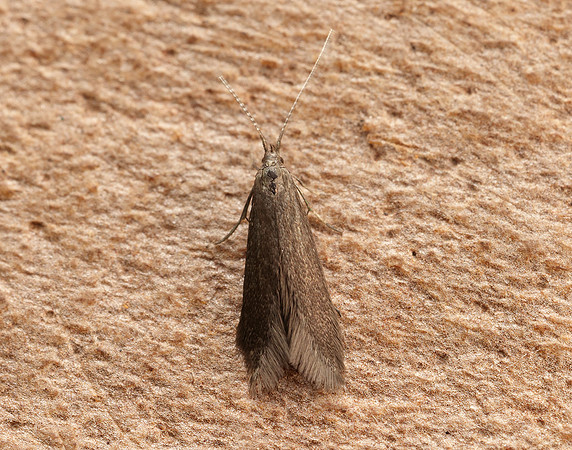 37.015 BF493 Coleophora serratella