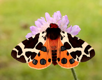 72.026 BF2057 Garden Tiger Arctia caja