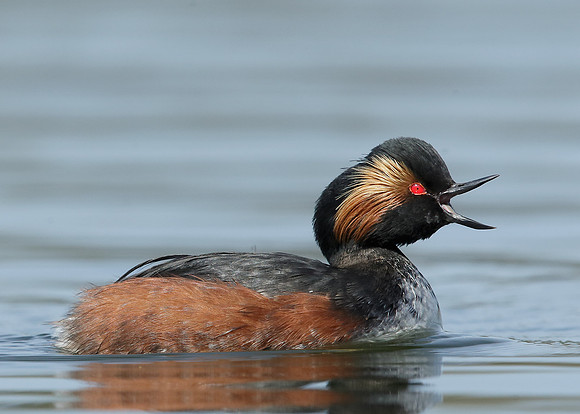 Black-necked Grebe Podiceps nigricollis