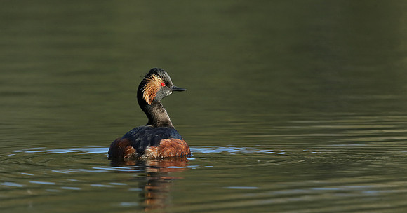 Black-necked Grebe Podiceps nigricollis