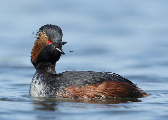Black-necked Grebe Podiceps nigricollis
