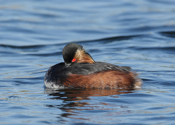 Black-necked Grebe Podiceps nigricollis