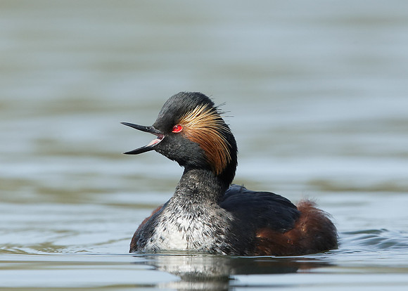 Black-necked Grebe Podiceps nigricollis