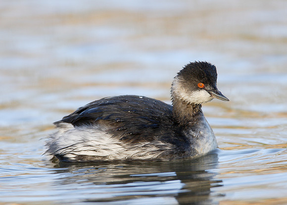 Black-necked Grebe Podiceps nigricollis