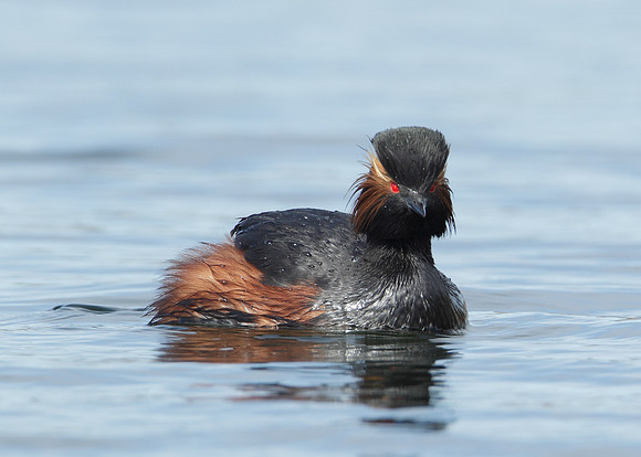 Black-necked Grebe Podiceps nigricollis