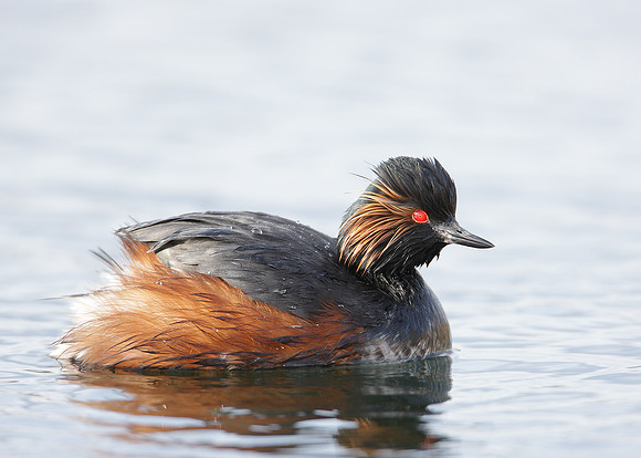 Black-necked Grebe Podiceps nigricollis