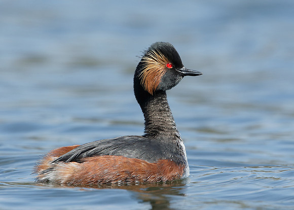 Black-necked Grebe Podiceps nigricollis