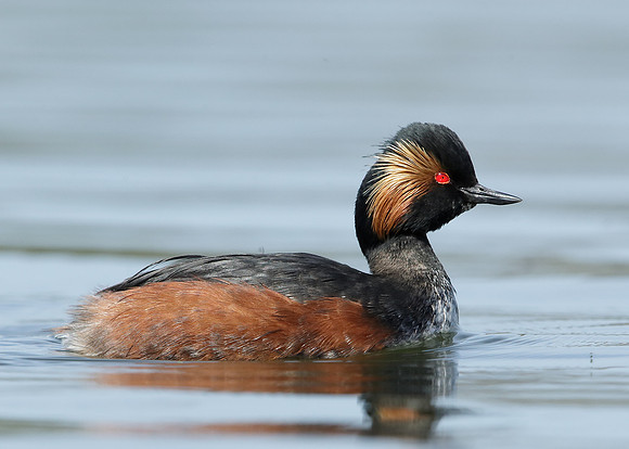 Black-necked Grebe Podiceps nigricollis