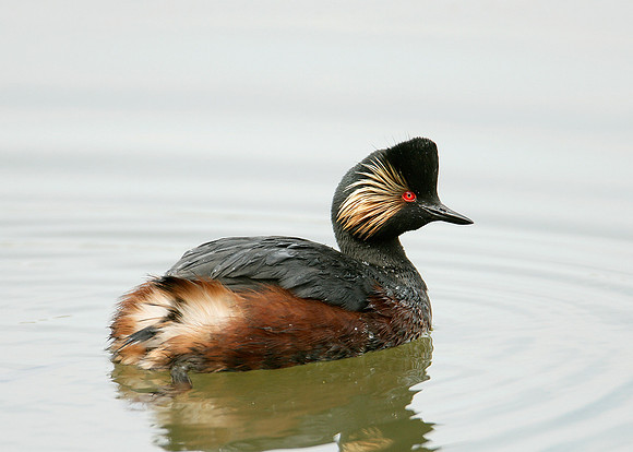 Black-necked Grebe Podiceps nigricollis