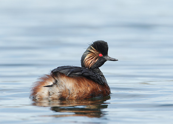 Black-necked Grebe Podiceps nigricollis
