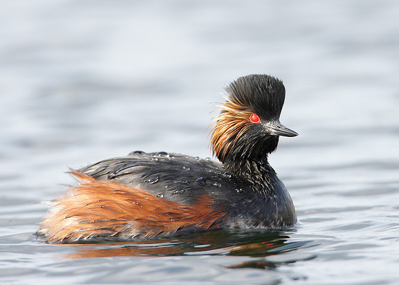 Black-necked Grebe Podiceps nigricollis
