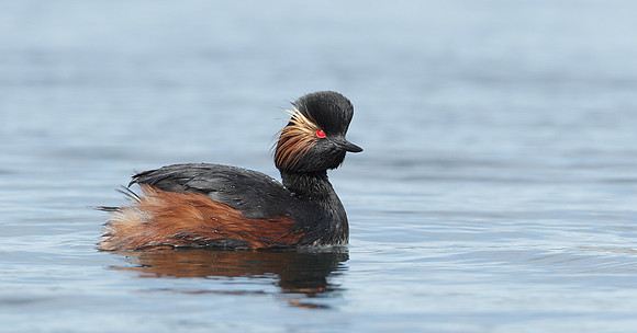 Black-necked Grebe Podiceps nigricollis