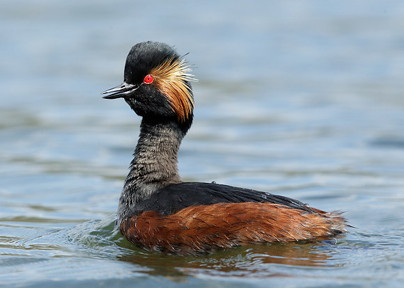 Black-necked Grebe Podiceps nigricollis